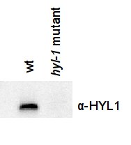 western blot using anti-HYL1 antibodies
